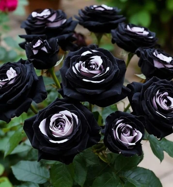 Harvested Rare Rose Plant - Hardy Perennial Rose Shrub - Richly Fragrant - Suitable for Potted and Ground Planting - Beautiful Garden Landscaping/that Grow Fast/Golden Jade Carving-4 Root-G