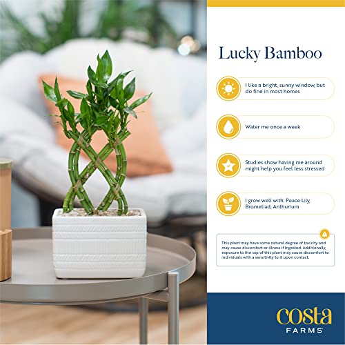 Costa Farms B07BC5X4RH Lucky Bamboo Plant, Easy To Grow Live Indoor Houseplant In Ceramic Planter Pot thumb #5
