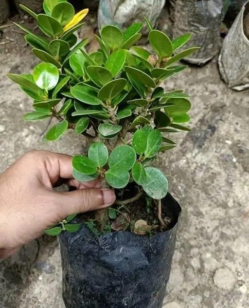 Indoor Ficus India Laurel Bonsai Tree | Chinese Banyan Variant Live Bonsai Plant for Tabletop, Home, Office & Indoor Decoration-image-23