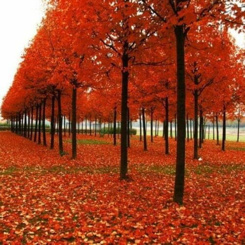 Miniatura 4 de Froze - 5 arces rojos - Plántulas de 12-24'' de altura - Plantas vivas - Acer rubrum