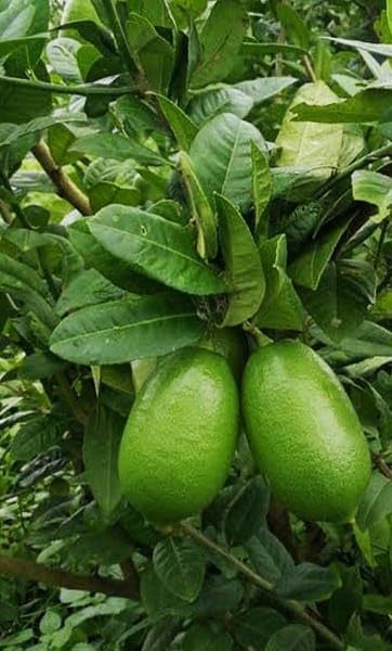 Image of GreenWorld Special Seedless Kolkata Pati Lemon /Nimboo (Pack Of 1 / Guti Kolom) Live Plant,Healthy & Air Layered Plant,''Fruit After 3 to 6 Month''
