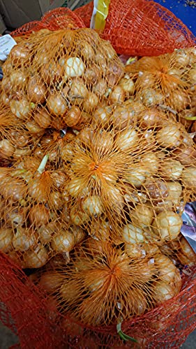 Chrestensen Steckzwiebeln Stuttgarter Riesen 500g milder Geschmack langfrstige Lagerung