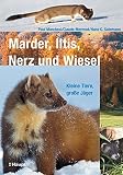 Marder, Iltis, Nerz und Wiesel: Kleine Tiere, gro&szlig;e J&auml;ger