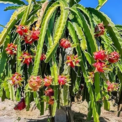 Image of Dragon Fruit Live Plant | Healthy Pitaya Cactus Plant for Home & Outdoor Gardening | Fast Growing | Easy Maintenance | Pack of 1