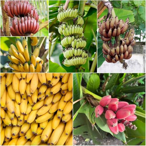 semillas resistentes banano de plátano resistente, columnares semillas de exóticas comprar jardín resistentes 160pcs