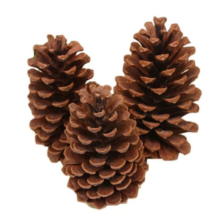 Amazon.co.jp: 天然松ぼっくり10個 高さ3~4インチの松ぼっくりをまとめ