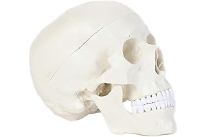 Skulls Unlimited International Human Skull Anatomical Model