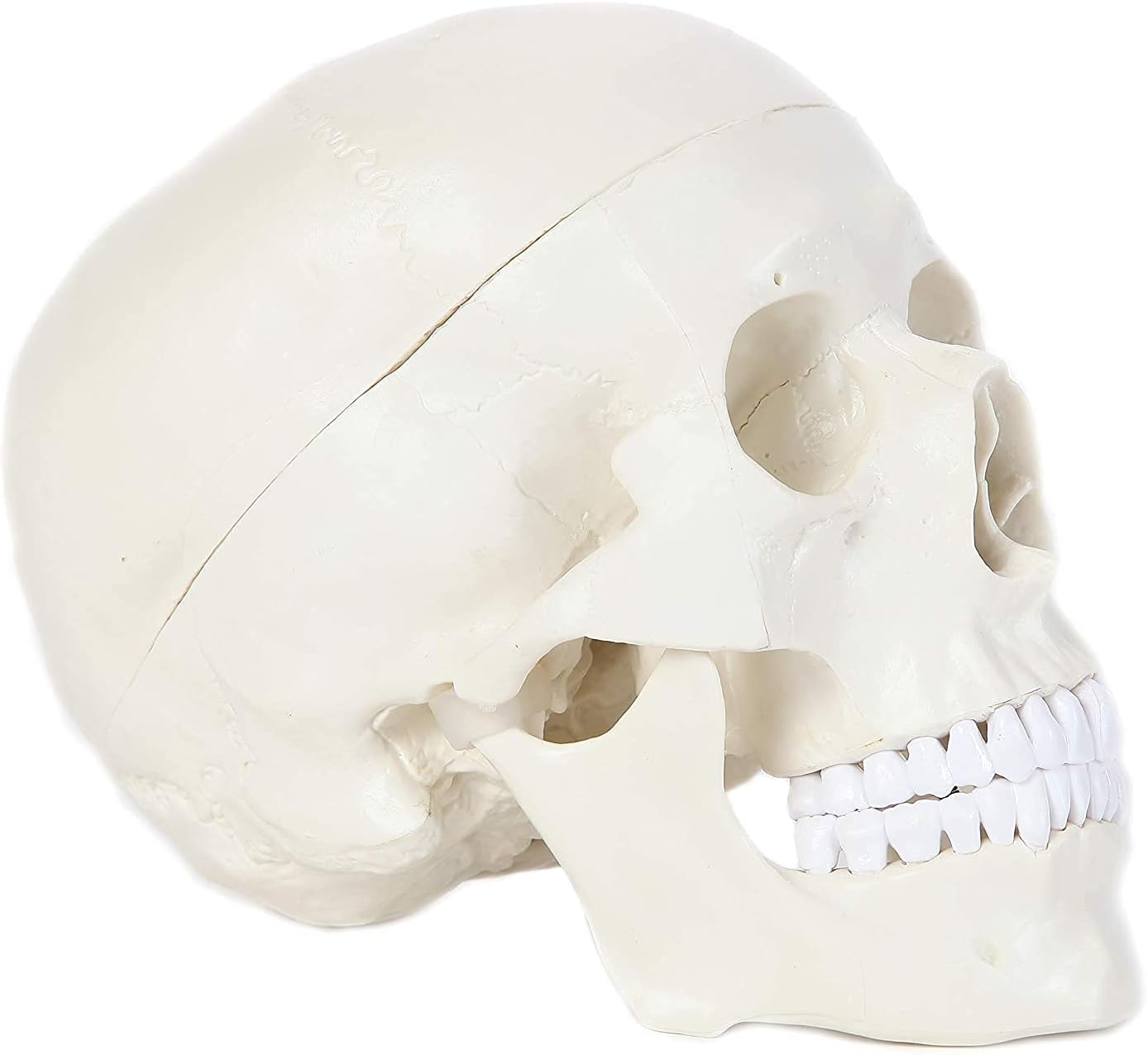 Alikeke Human Skull Anatomical Model, Human Anatomy Head Skeleton Model 4.5x3.5x3.5 in, Includes Full Set of Teeth, Removable Skull Cap and Articulated Mandible