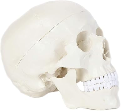Alikeke Human Skull Anatomical Model, Human Anatomy Head Skeleton Model 4.5x3.5x3.5 in, Includes Full Set of Teeth, Removable Skull Cap and Articulated Mandible