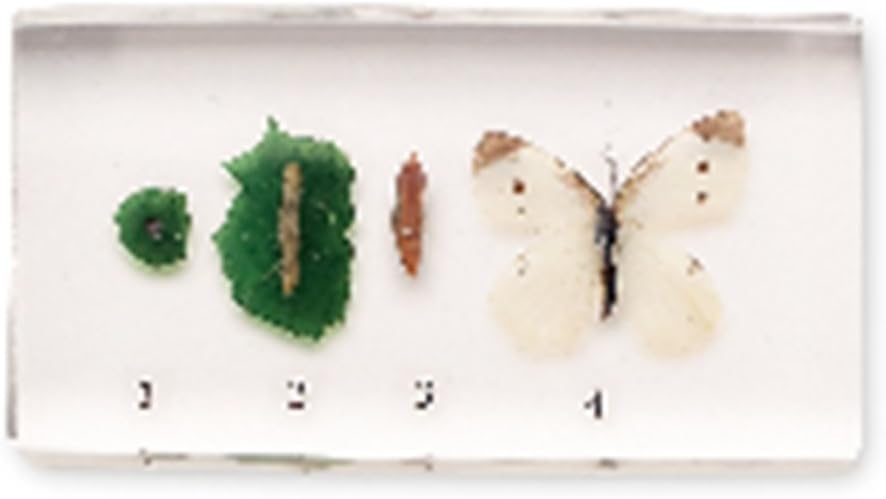 Acrylic Block Life Cycle Display: Butterfly