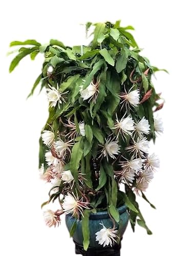 Live White Epiphyllum Orchid Flowers Plant