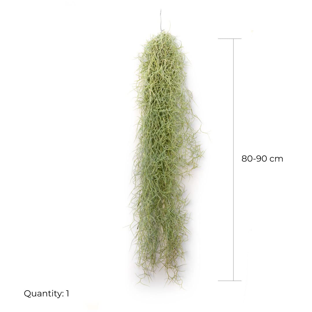 Entretien Minimal Plante Aérienne Tillandsia Usneoides - 50-60cm - Sans Terre - Plante D'intérieur Naturelle Terreau Plante Intérieur Entretien Minimal Plante Aérienne Tillandsia Usneoides - 50-60cm - Sans Terre - Plante D'intérieur Naturelle Terreau Plante Intérieur