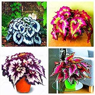 RIC 100 pcs/Begonia Bag Seeds Bonsai Flower Seeds Courtyard Balcony coleos Seeds Begonia Plants in vase for The Garden Garden Mix: only Seeds