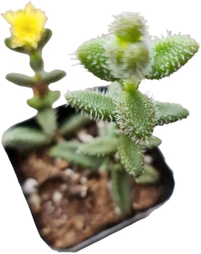 USKC Plantas de cactus suculentas raras vivas (2 "Pot Cotyledon 'Choco Line')