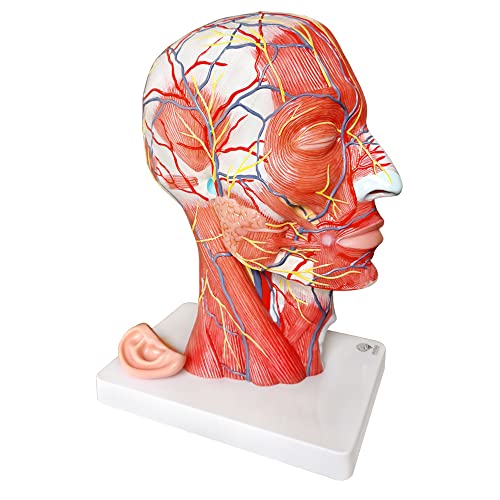 Evotech Scientific A66 Evotech Human Half Head Superficial Neurovascular Model With Musculature, Life Size Anatomical Head Model Skull And Brain thumb #1