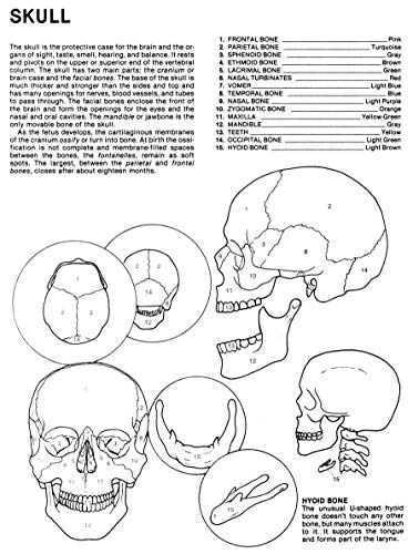 image for Dover Publications Human Anatomy Coloring Book: an Entertaining and In