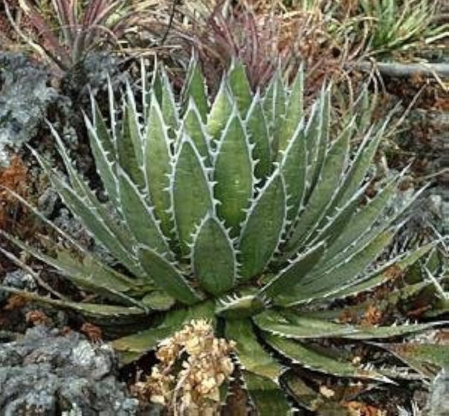 引き取り限定 実生 agave horrida ssp. horrida アガベ ホリダ 実生株 Agave horrida ssp. horrida @showgo405