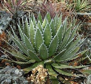 Agave horrida California seeding 実生 seed grown Agave horrida ssp perotensis - one-of-a-kind