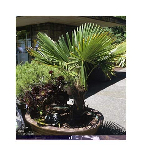 RP Seeds Trachycarpus wagnerianus (Miniature Chusan Palm) - 5 Seeds