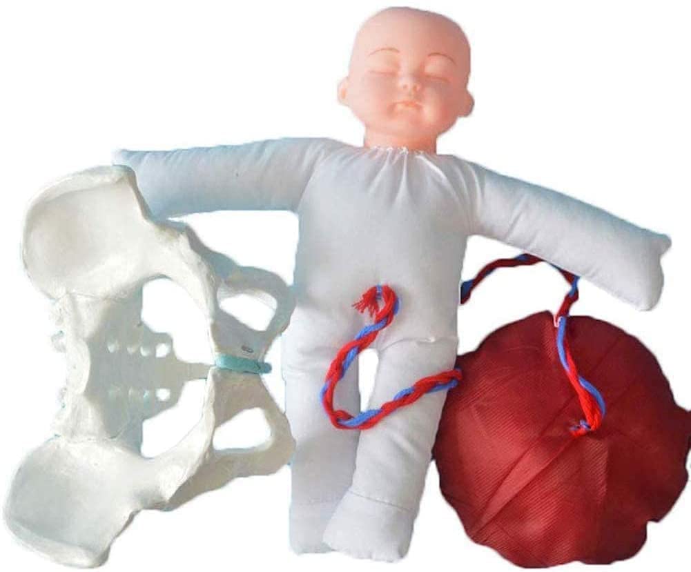 ERNZI Simulazione di Parto Umano, Bacino Femminile E Bambino, Modello di Addestramento del Modello di Parto Dell'ostetrica, Feto/cordone Ombelicale/Placenta