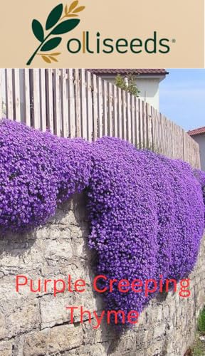 Purple Creeping Thyme Seeds Thymus serpyllum Low Growing Fragrant Herb Ground Cover with Purple Flowers Lawn Alternative OliSeeds (20 Seeds)
