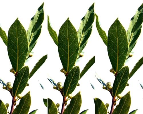 3 Plantas naturais Laurus Nobilis. Louro 10-15 cm. Em cepelão pronto para plantar. Aroma agradável, folhas culinárias, resistente, promove biodiversidade e serve como cobertura decorativa ou barreira.