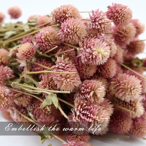 Dried-Flower-White-Globe-Amaranth-Dry-Flower-Bundles-100-Naturally-for-Home-Decor-Party-Pink Dried Flower White Globe Amaranth Dry Flower Bundles 100 Naturally for Home Decor Party Pink