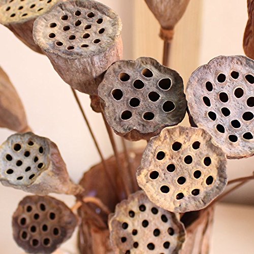 Xiaolanwelc 10PCS New Small Natural Dried Flower Original Ecological Natural Plants Dried Flowers Hay Dried Fruit Mini Lotus Temperament (80CM Long)