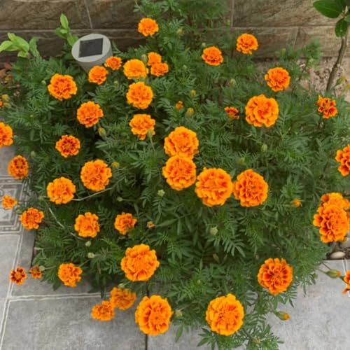 semillas de caléndula semillas, sombra de caléndula cubierta perenne resistente para lugares soleados 125pcs