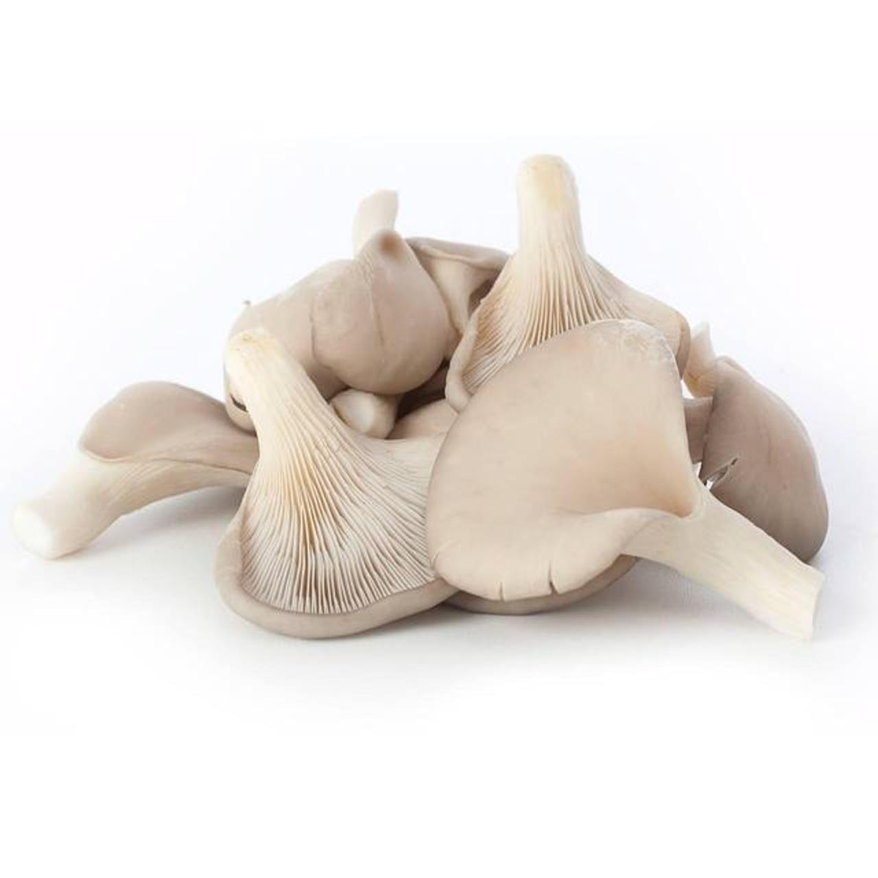 Mushroom Oyster, 1 Pack (Approx.. 180g -200g)