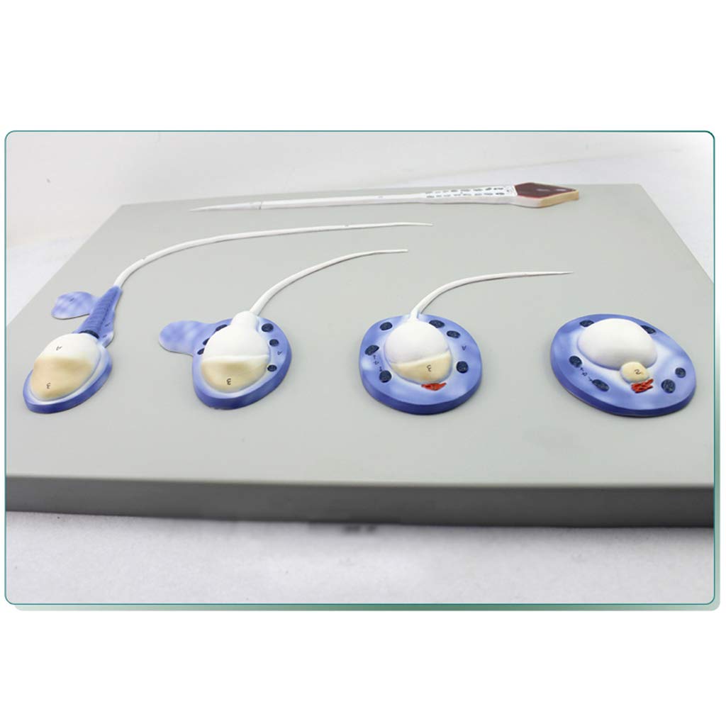 Model procesu powstawania plemników - męski układ rozrodczy - materiały z PVC, zasoby do nauki Model anatomiczny - dla Medical TeachingAid