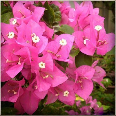 Swansgreen 2 : Hot Sale 9 Kinds of Colour Bougainvillea Spectabilis Willd Can Be Choose Perennial Bonsai Plant Flower Bougainvillea Seed 120Pcs