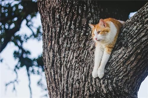 ZCLNYVGJ Kit Pintura Diamante 5d Completo, Gatito en un árbol DIY Diamond Painting Kit para Adultos,Diamante Pintura Kit para Regalo Cumpleaños y Decoración Pared(round Drill) 25x30cm