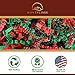 Montplisse Red & Green Crinkle Cut Shredded Paper - 1LB Holiday Shred Filler for Christmas Gift Baskets and Packaging