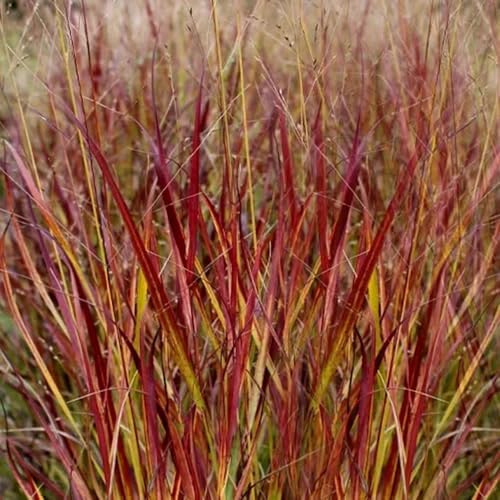 semillas de pasto varilla - ornamental resistente jardín de raras semillas para camas elevadas variedades antiguas silvestres 85pcs