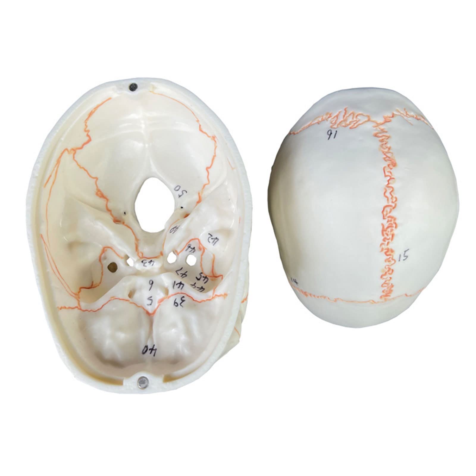Modello anatomico cranio numerato, 2 parti, misura