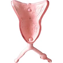 Dog Uterus Ovary Urinary Bladder Model Animal Model for Veterinary Uterine Medical Teaching Anatomical Medical School Educational Tool
