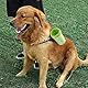 Hunde Pfotenreiniger, Pfotenreiniger FüR Hunde Tragbarer Pfotenreiniger mit Microfaser Handschuh Schnell,FüR Katzen und Hunde Geeignet Pfote