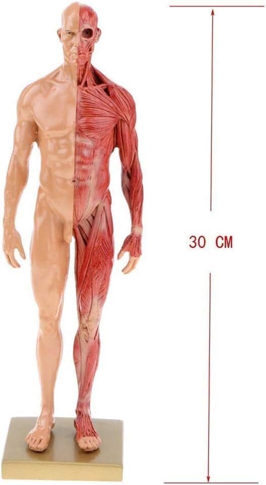Modèles d'anatomie Humaine Tableaux d'anatomie Masculine et féminine Modèles d'anatomie des Muscles et des os Humains (pour l'étude Scolaire)