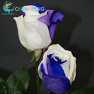 Green Seeds Co. 50 Sementes A Pack Rose Bush Piante da Fiore Beautiful, Double Rose piante Giardino FAI da te Bonsai Fiori Pianta Semillas. Bonsai per: Giallo chiaro: Only Seeds