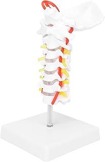 Cervical Vertebra Model, Model Body Anatomy Replica Spine Nerves Anatomical Model Science Teaching Classroom Study Display for Office for Science