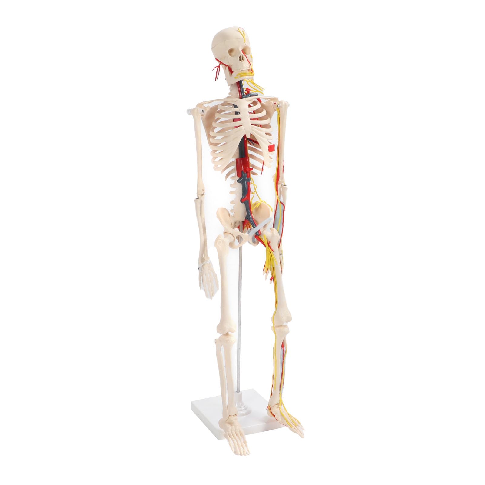 para Estudio anatómico y Manualidades - Modelo de Esqueleto Humano de 85 cm - Modelo esquelético de PVC con Brazos y piernas Desmontables, mandíbula y Capucha extraíbles - Incluye