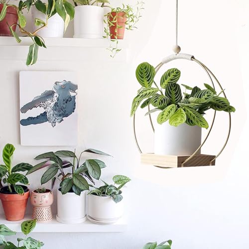 Cintre pour plantes socle bois pour éviter les chutes de pots - 5