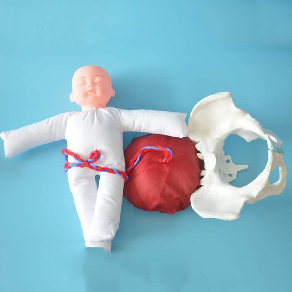 ERNZI Modello di Parto per Ostetrica, con Bacino E Bambino, per L'insegnamento Ginecologico