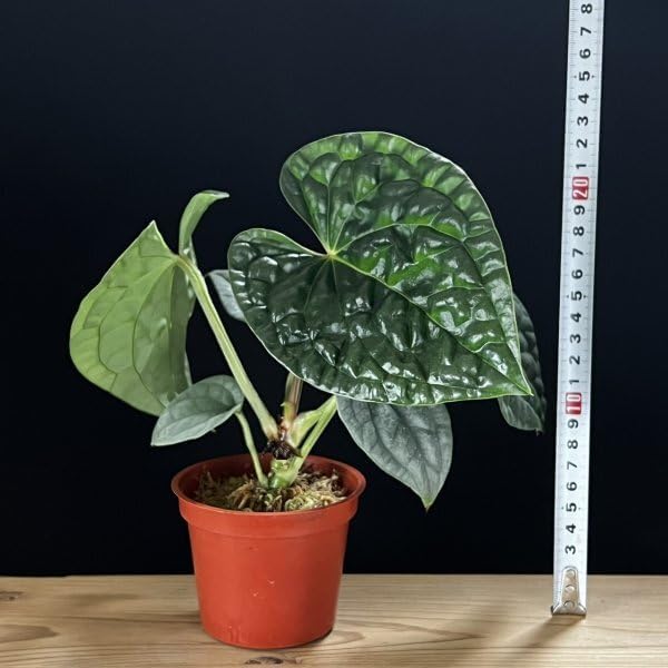 美種Anthurium luxurians dark アンスリウム ルクスリアンス
