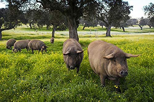 4.5 Kg. 100% natuurlijke Pata Negra Iberico Ham Zonder Bot - Iberische varkens gefokt in Dehesas, de genezing is 100% natuurlijk - IBERISCHE CHORIZO + IBERISCHE WORST 1 KG, INSIGNIA IBERICA - Image 4