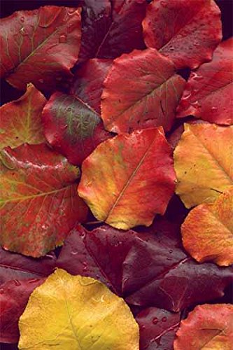 Ado Surface Wooden Home Painted Main Door(36x81)