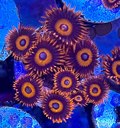 coralSLover Live Saltwater Coral Frag - Safecracker Zoanthids (1 Head)