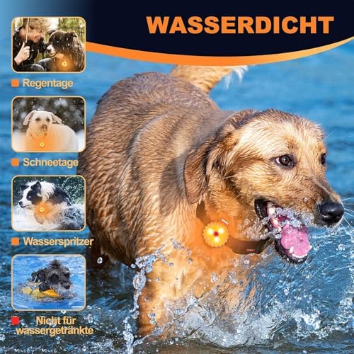 AHJ Hundelicht LED Blinklicht, USB-C, für Kinder & Jogger, Weiß-Orange