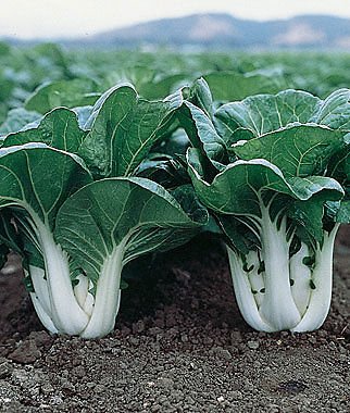 Arlo BABY CHOI CHINESE CABBAGE 50 SEEDS [VEGETABLE SEEDS] 50+ Seeds (B07FVMRTMG) Amazon Price History, Amazon Price Tracker